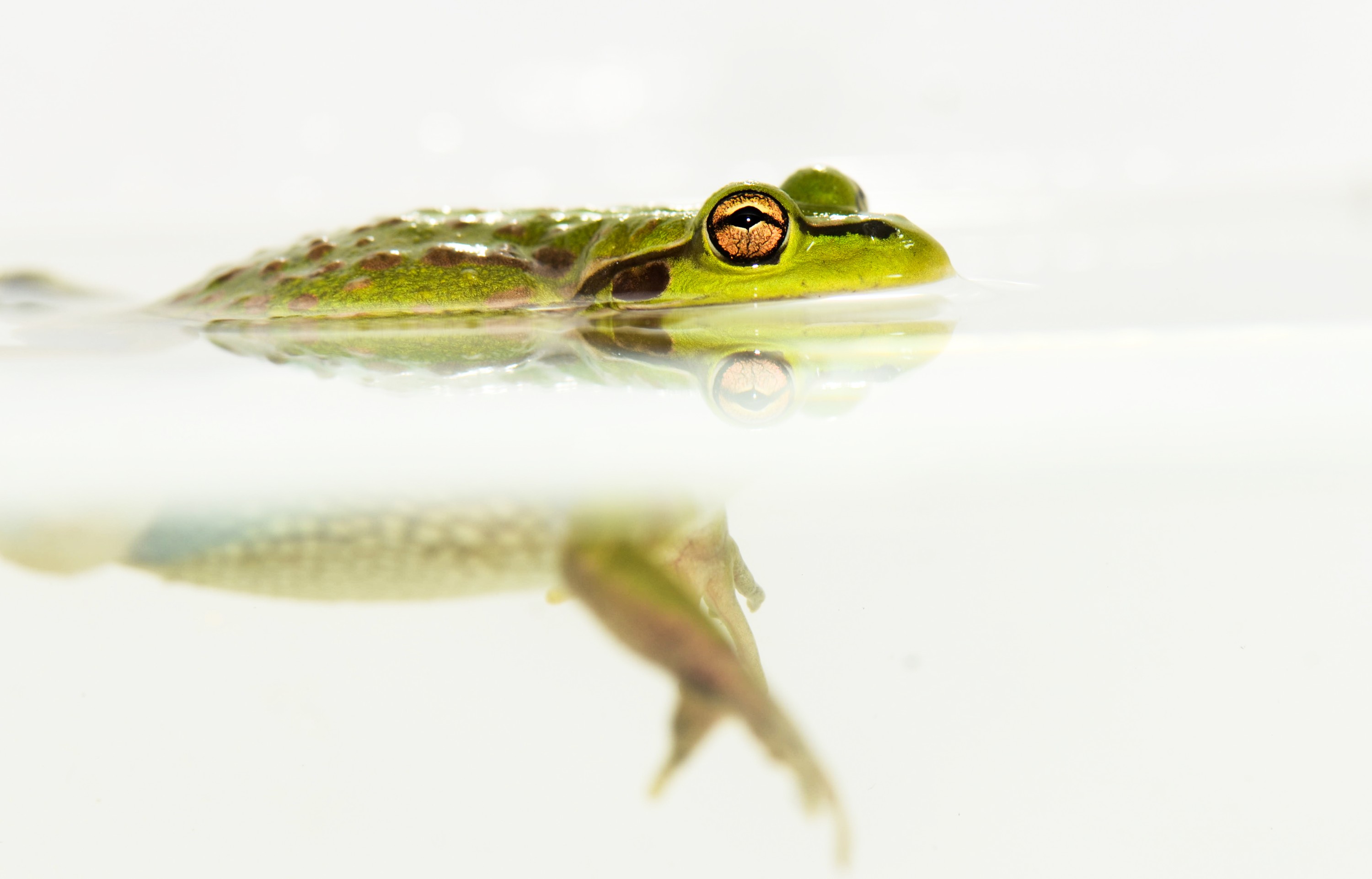 DSC_7071 – Green, Bell, Frog, Litoria, aurea, introduced, new zealand, nz, new, zealand, crispin